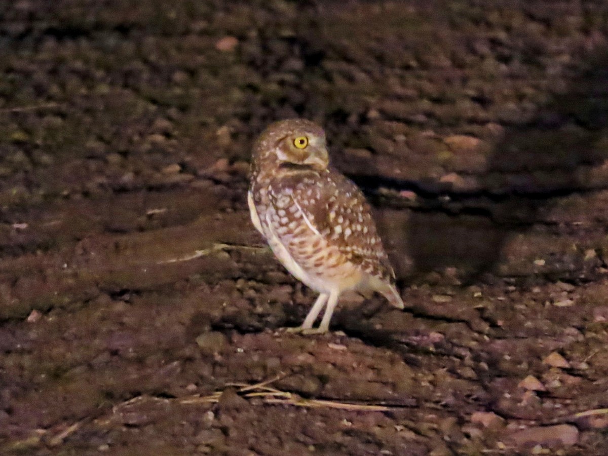 Burrowing Owl - ML646775963