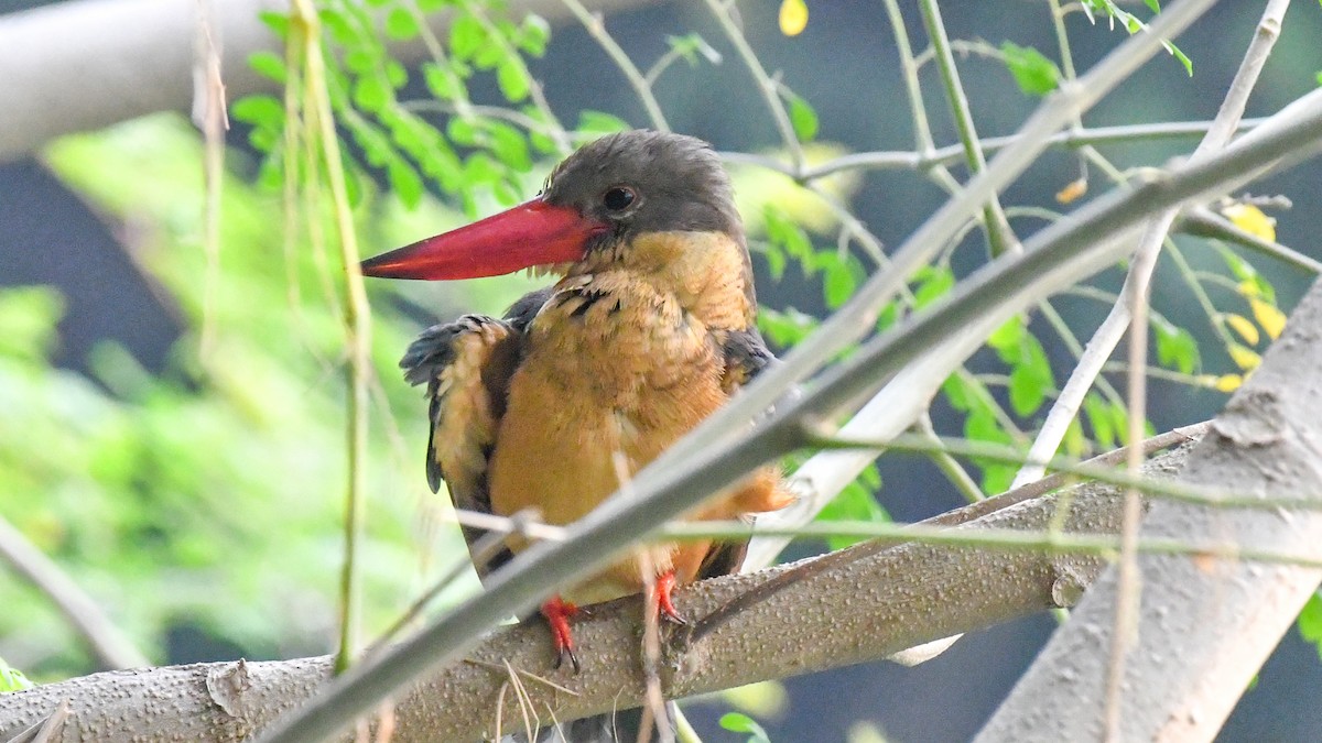 Аистоклювый гуриал - ML646775971