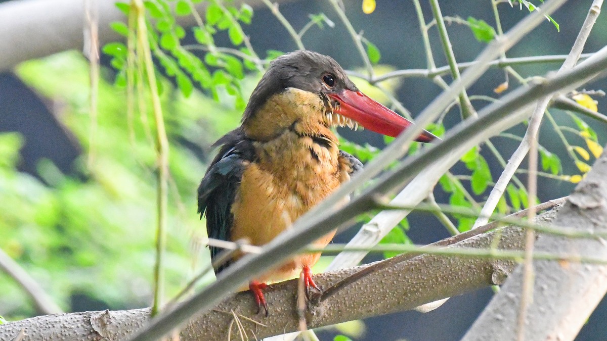 Stork-billed Kingfisher - ML646775972