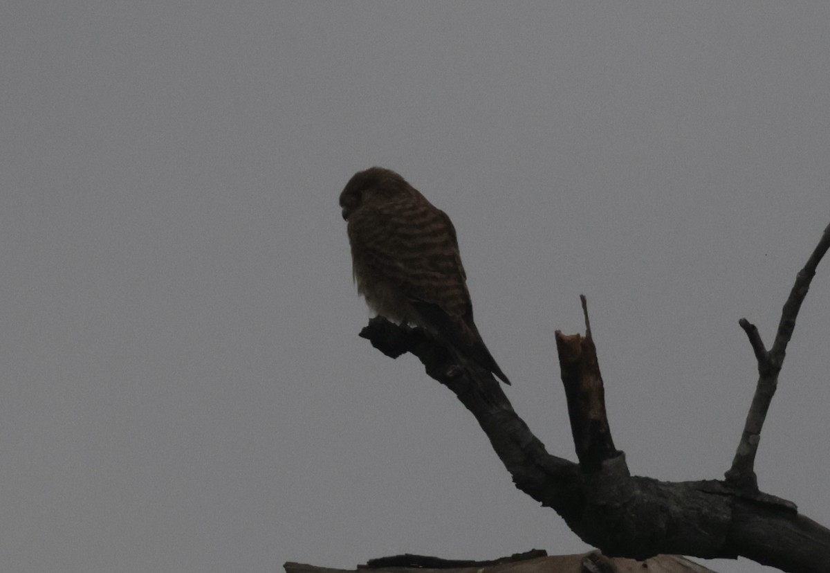 Eurasian Kestrel - ML646775973
