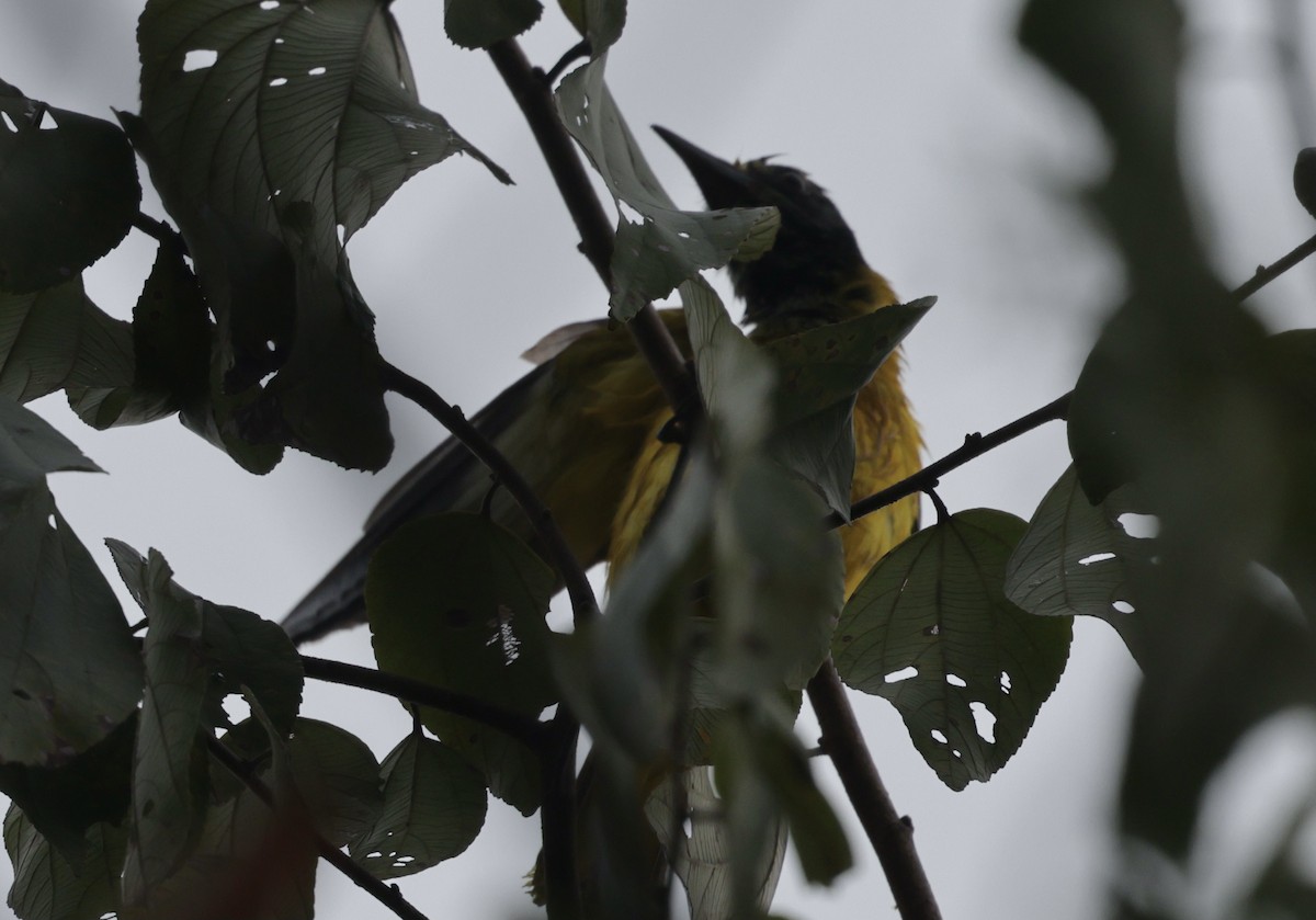 Black-hooded Oriole - ML646775975