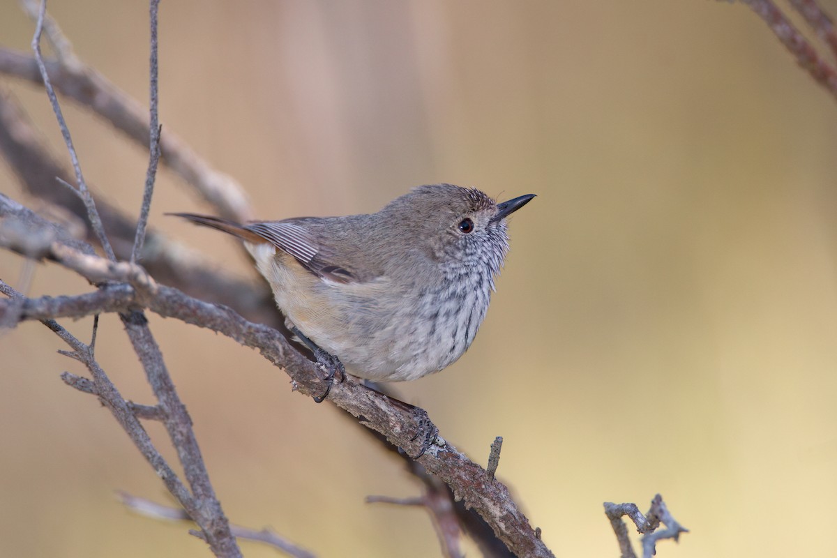 Inland Thornbill - ML646775976