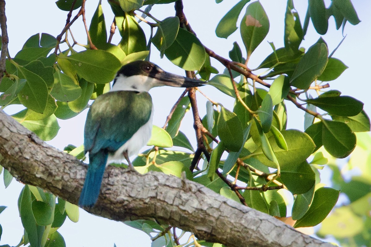 Avustralya Mangrov Yalıçapkını - ML646775977