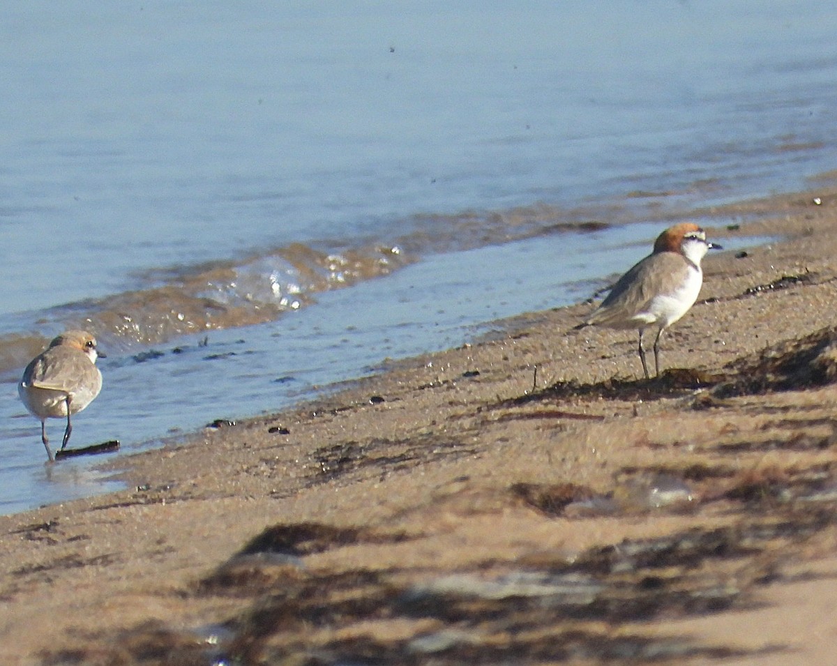 Красношапочный зуёк - ML646775978