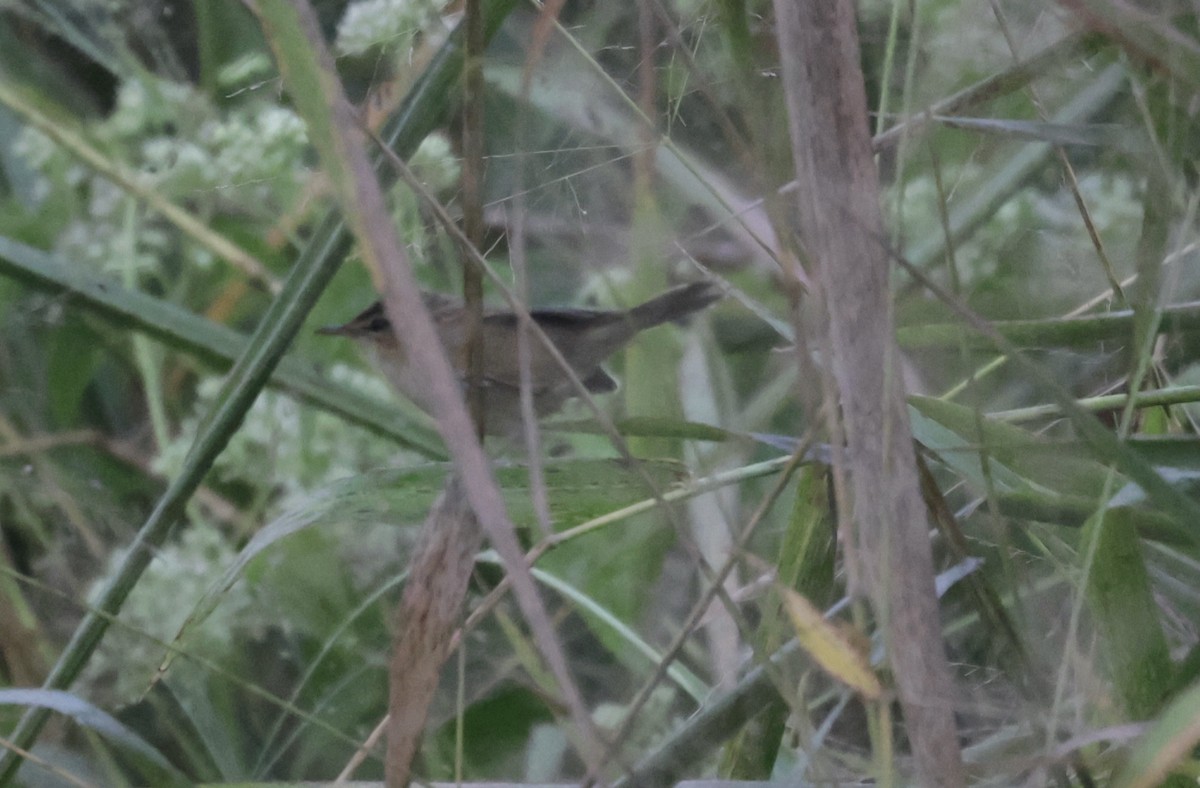 Black-browed Reed Warbler - ML646775981