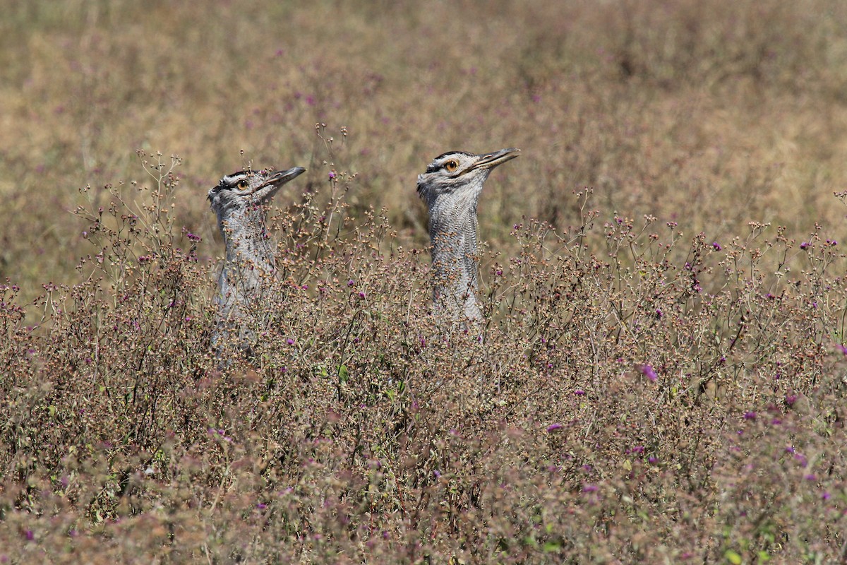 Kori Bustard - ML646775983