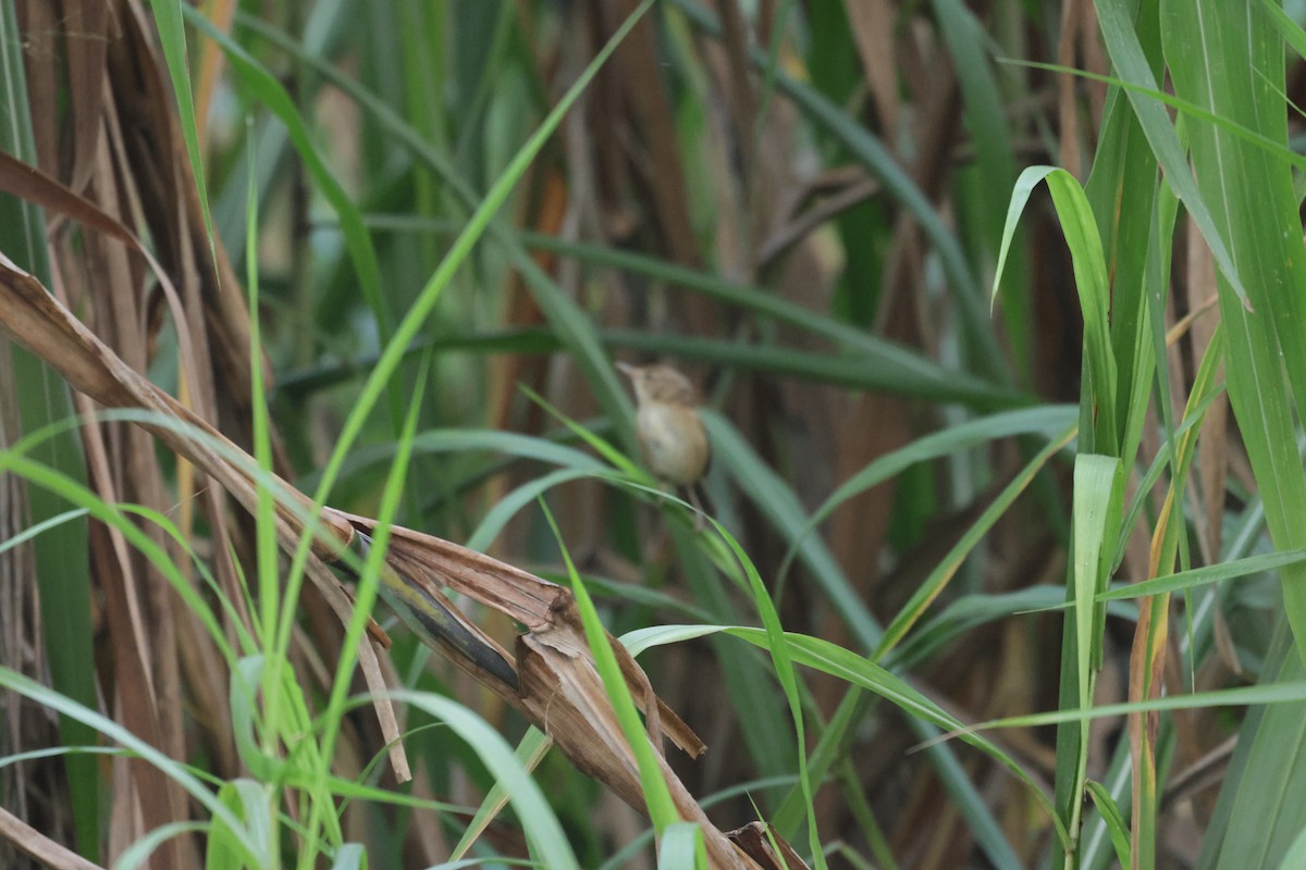 Oriental Reed Warbler - ML646775985