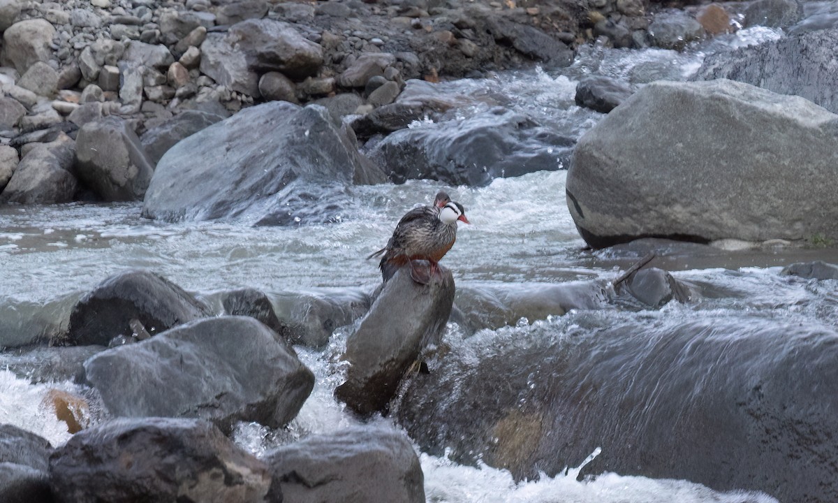 Torrent Duck - ML646775986