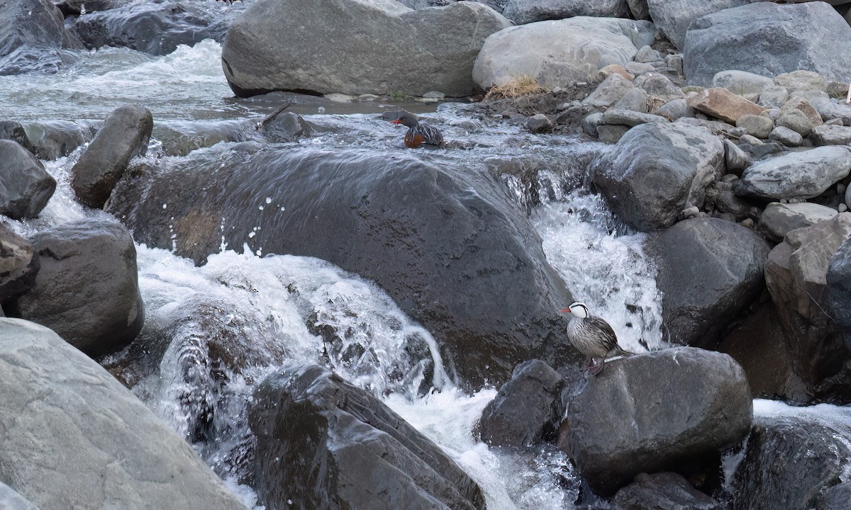 Torrent Duck - ML646775987