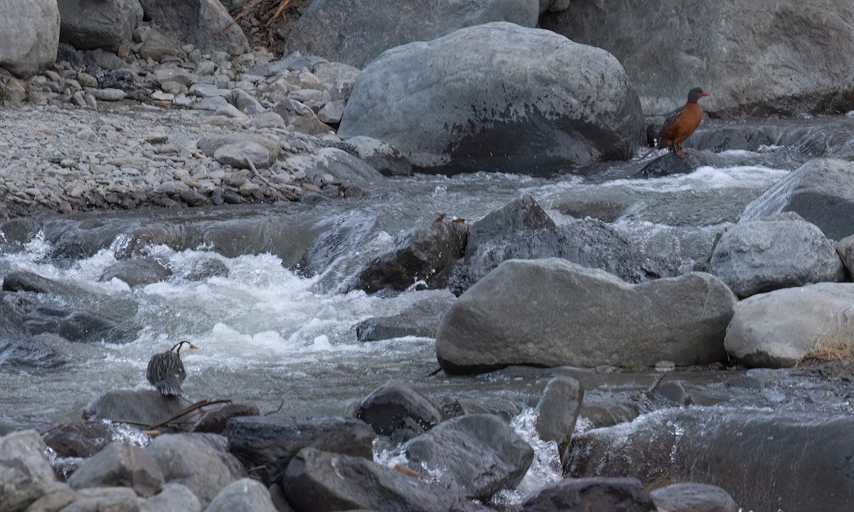 Torrent Duck - ML646775988