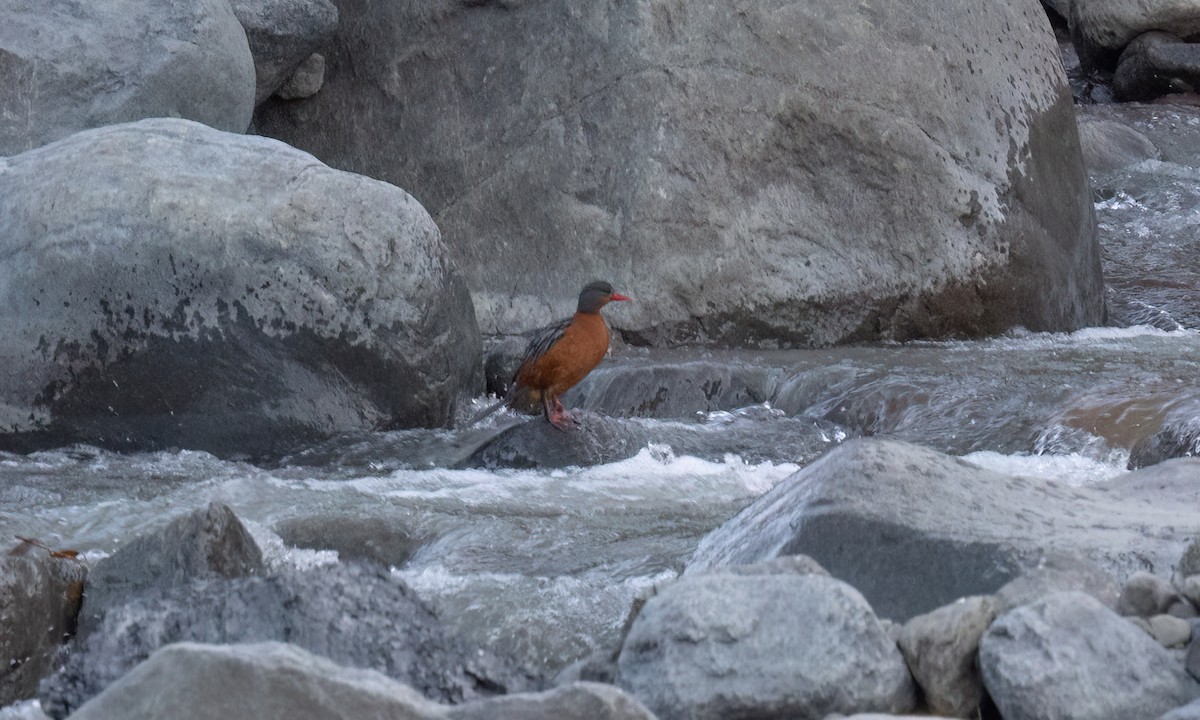 Torrent Duck - ML646775989