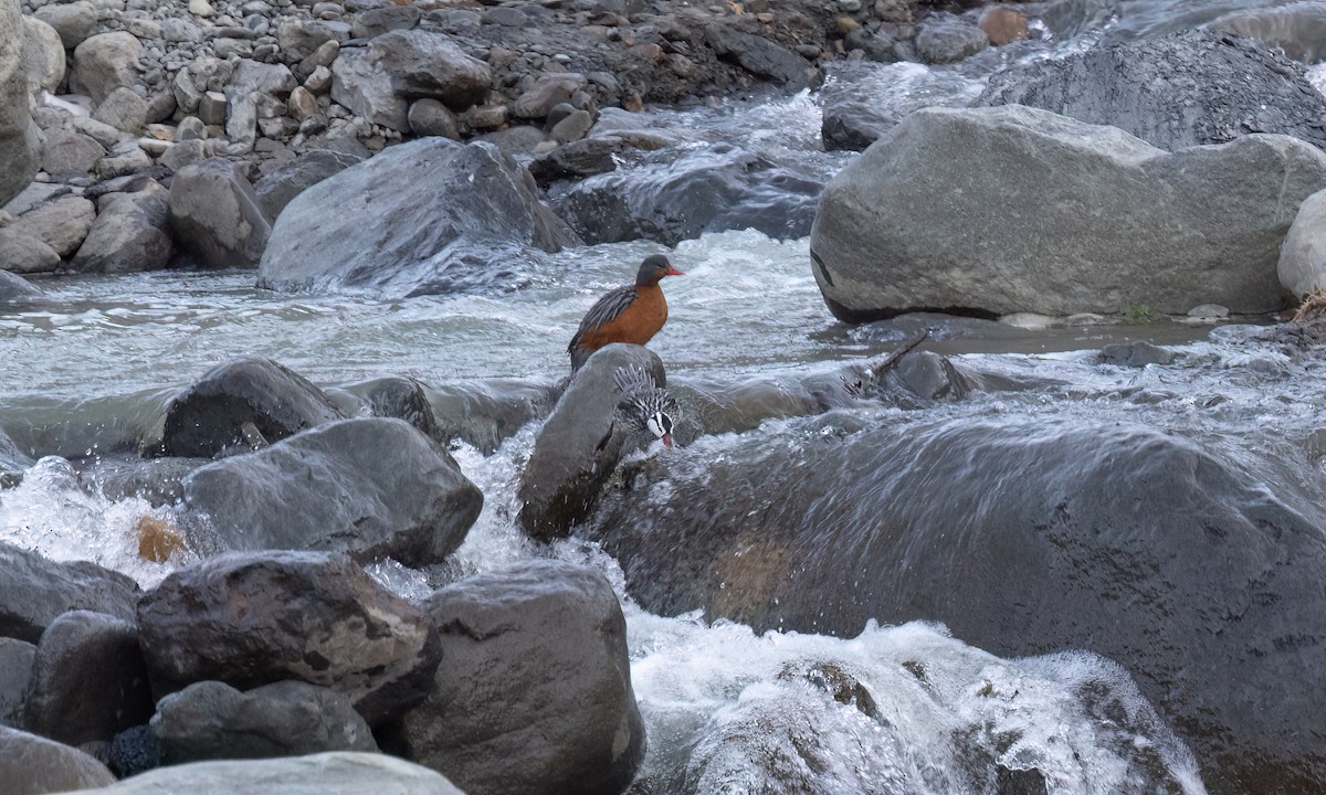 Torrent Duck - ML646775990