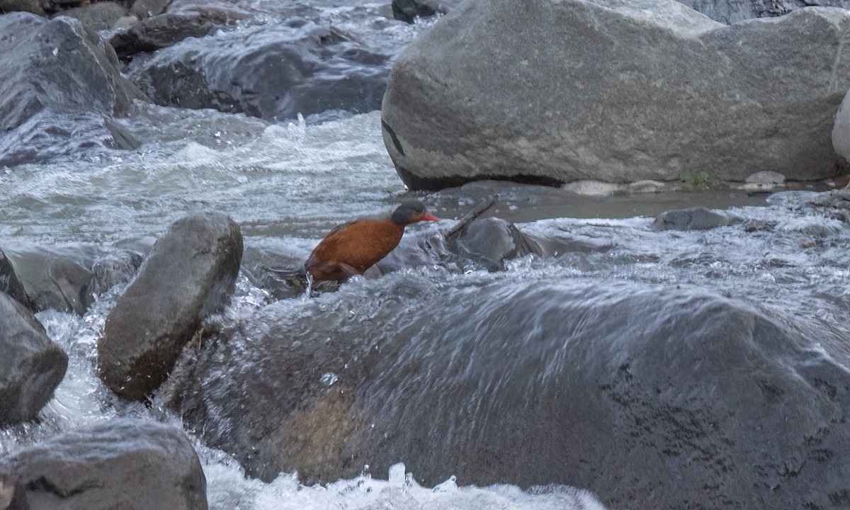 Torrent Duck - ML646775991