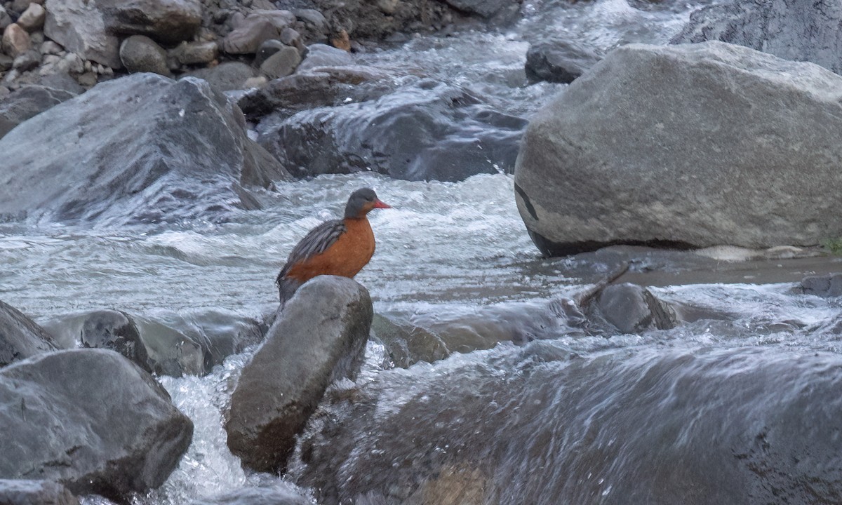 Torrent Duck - ML646775992