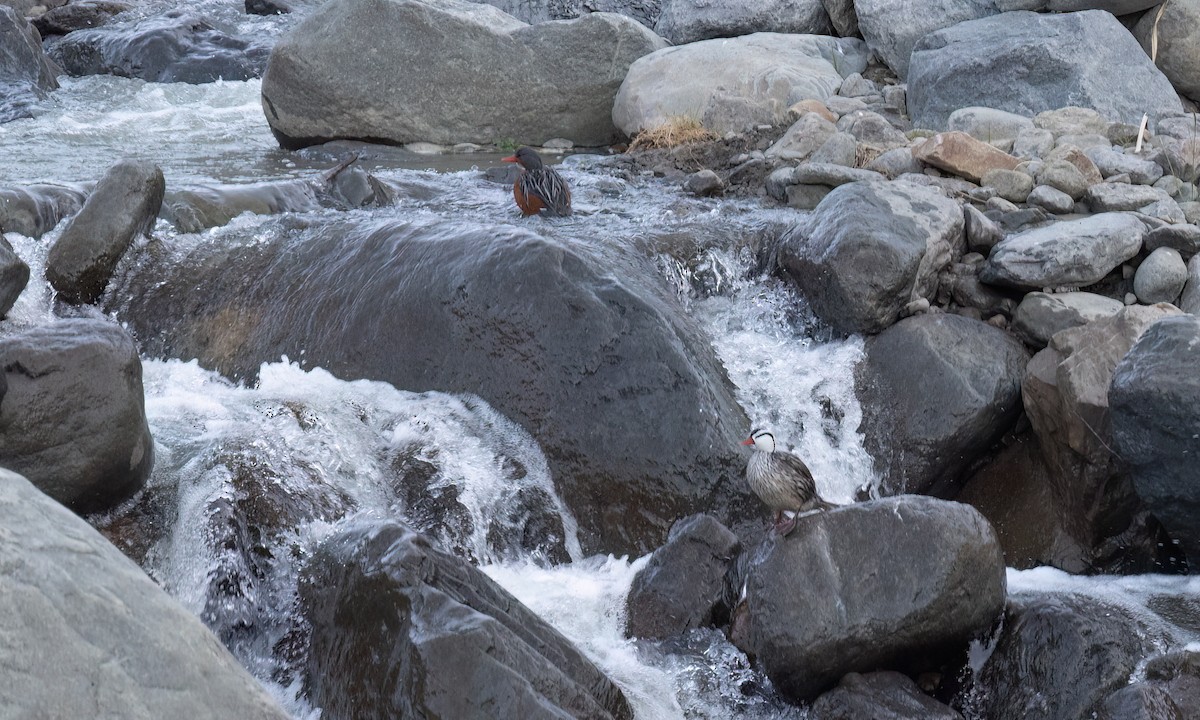 Torrent Duck - ML646775993