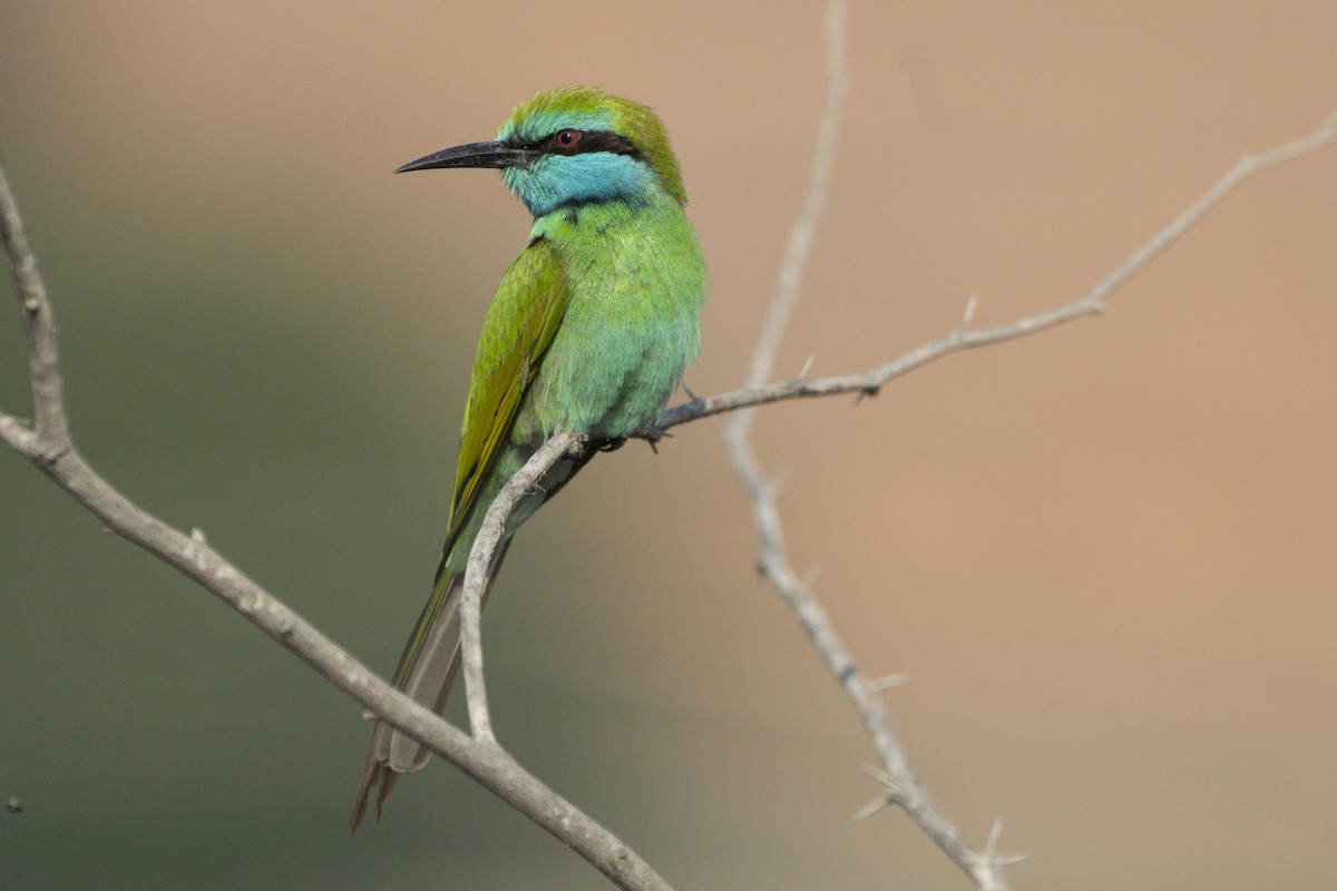 Arabian Green Bee-eater - ML646775994
