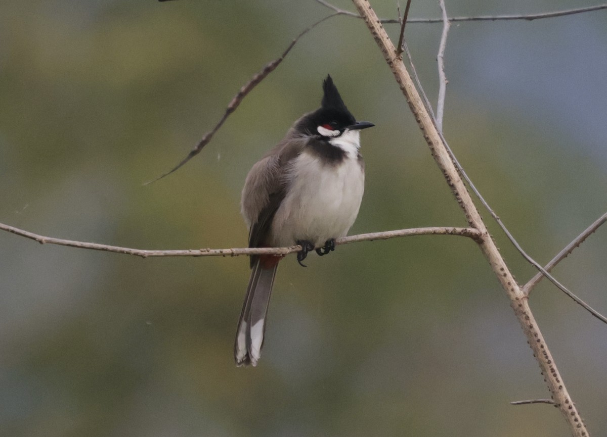 Red-whiskered Bulbul - ML646775995