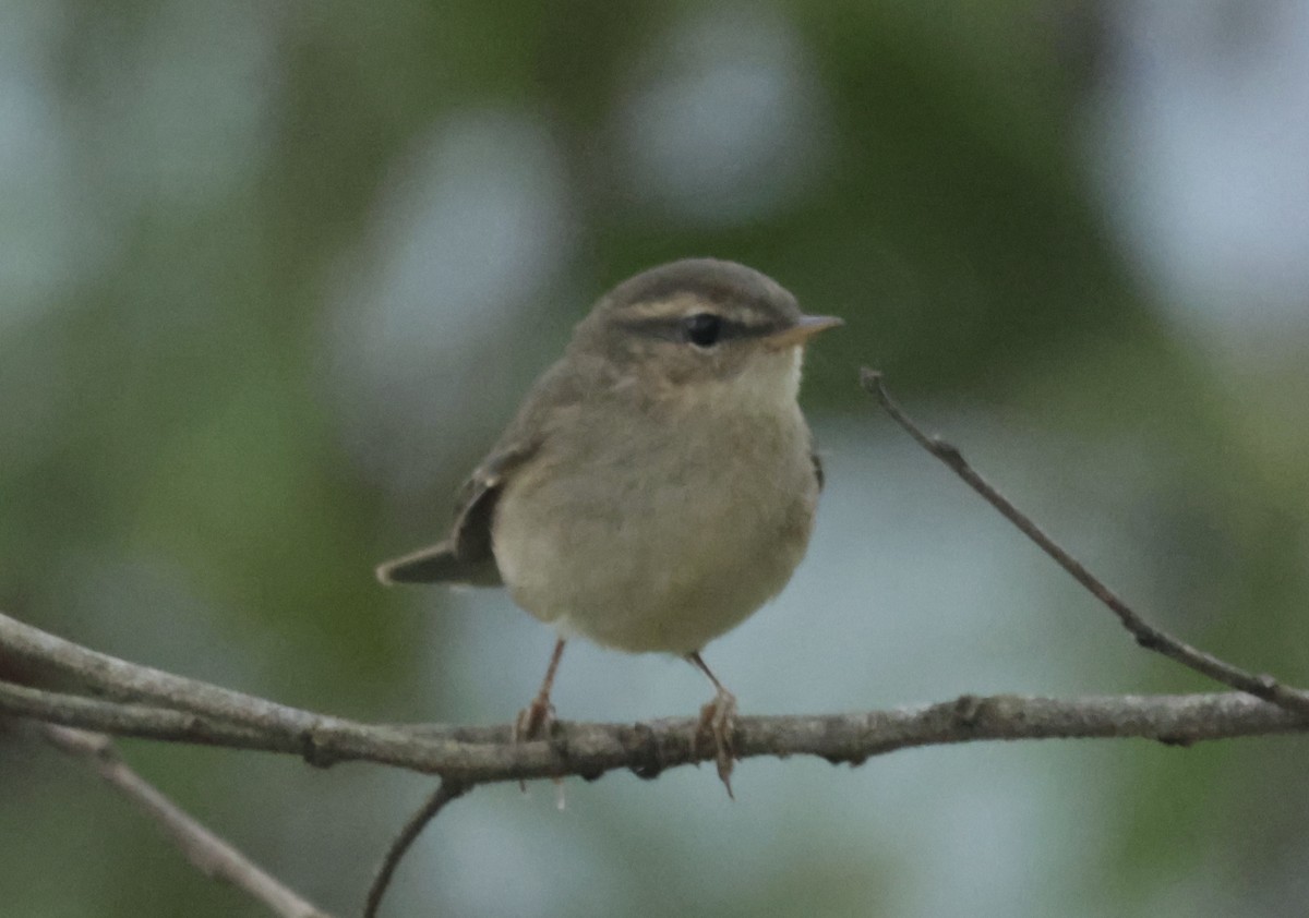 Dusky Warbler - ML646775996