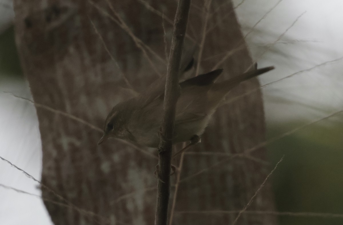 Dusky Warbler - ML646775997