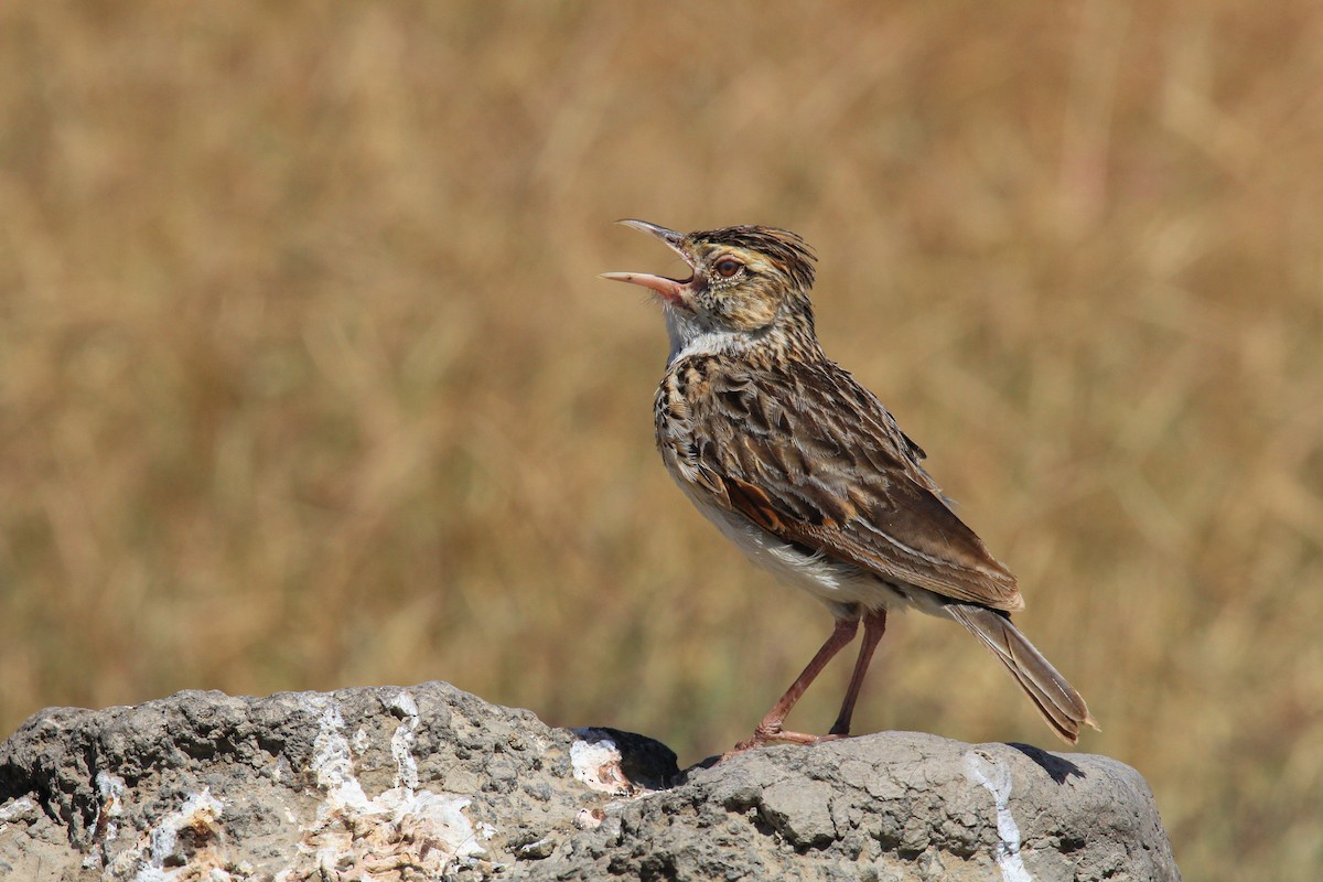Rufous-naped Lark - ML646776000