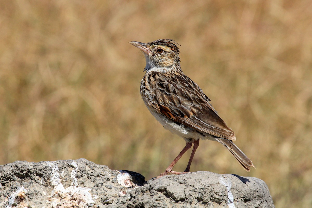 Rufous-naped Lark - ML646776001