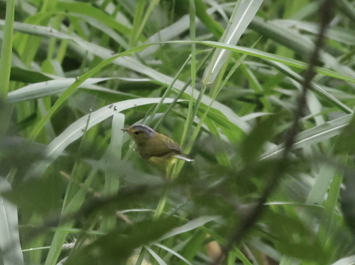 Gray-crowned Warbler - ML646776002