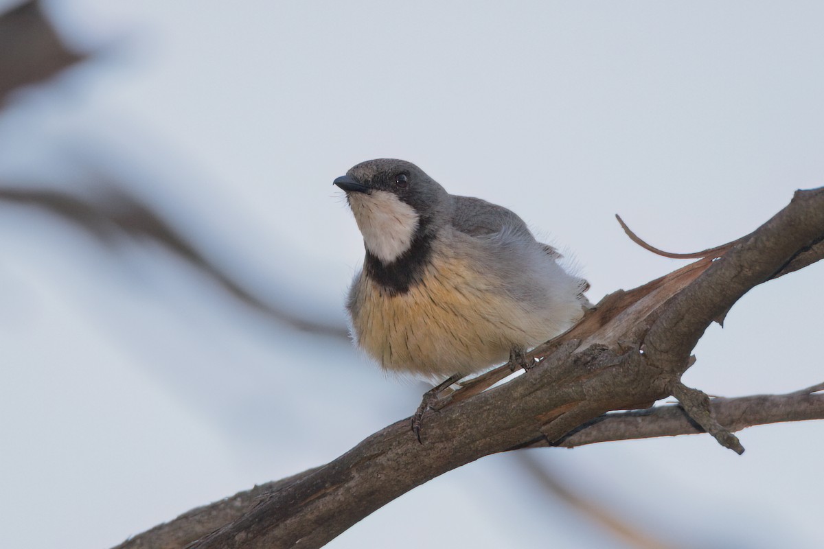 Inland Thornbill - ML646776003