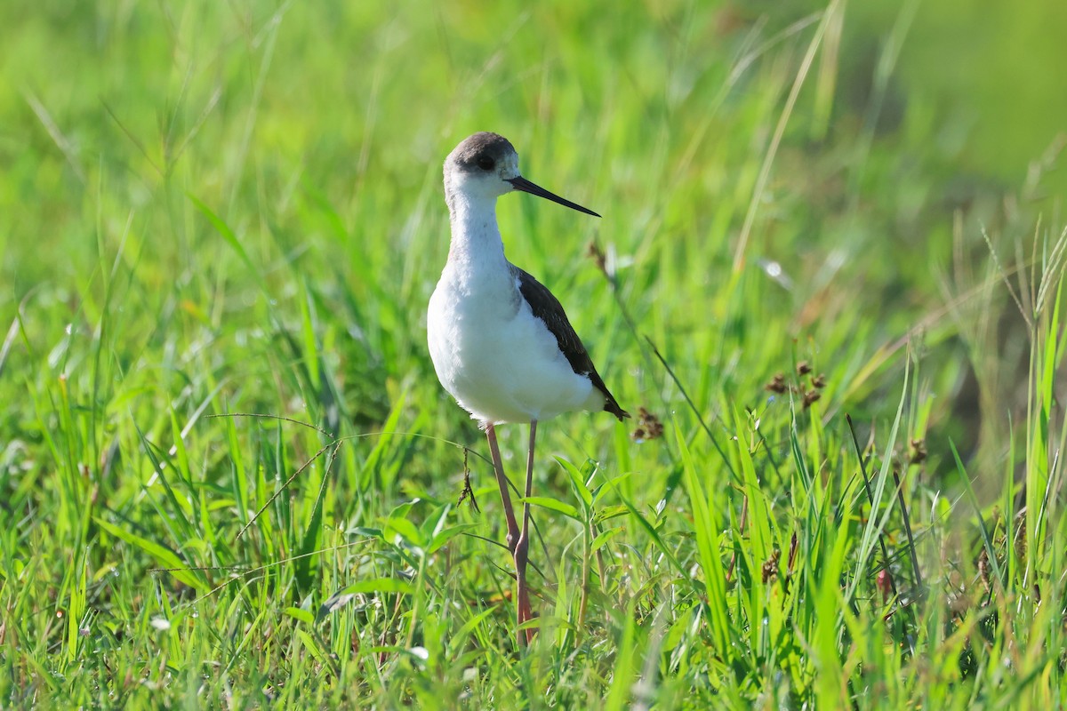 Black-winged Stilt - ML646776004