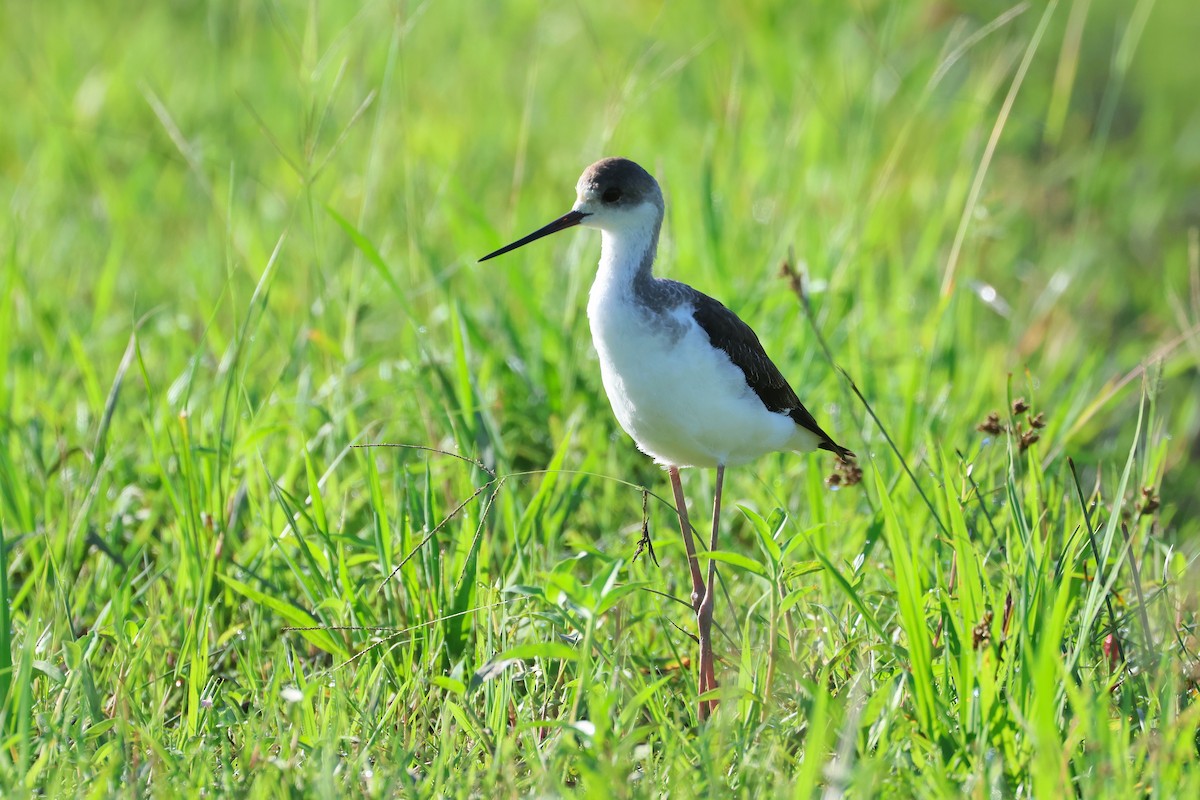 Black-winged Stilt - ML646776005