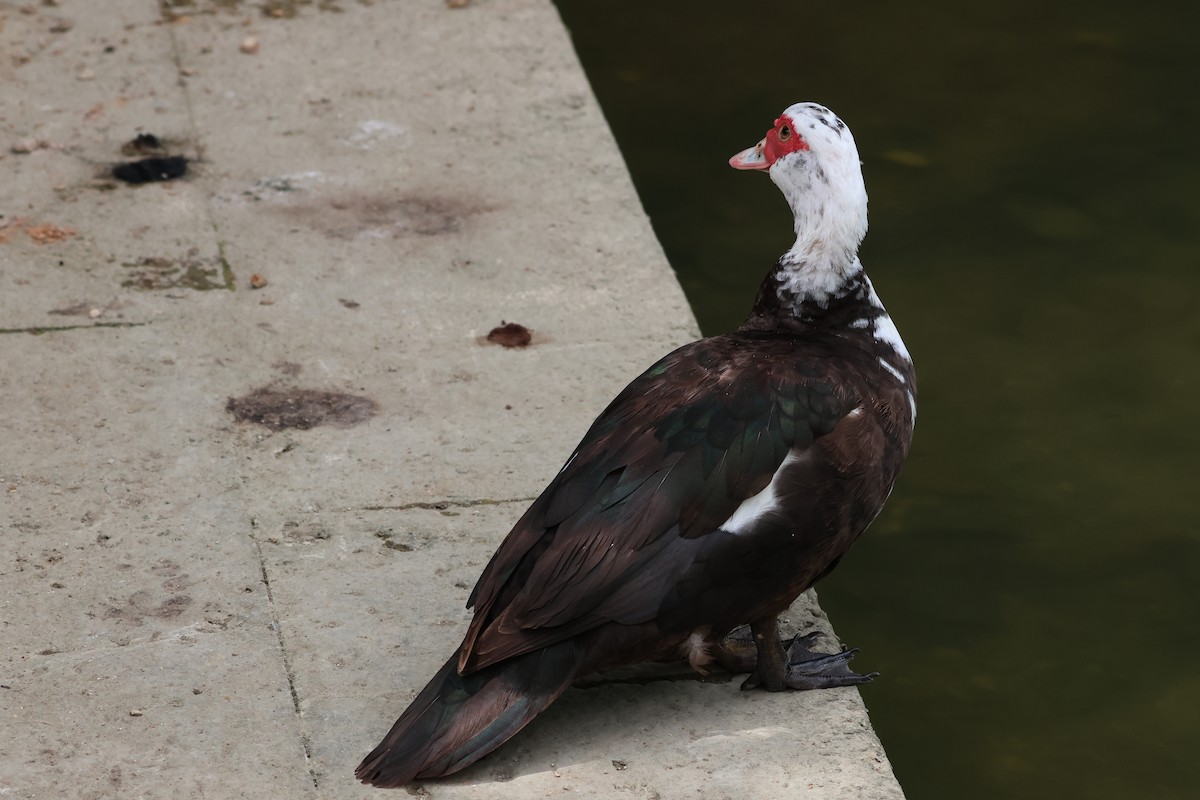 Muscovy Duck (Domestic type) - ML646776007