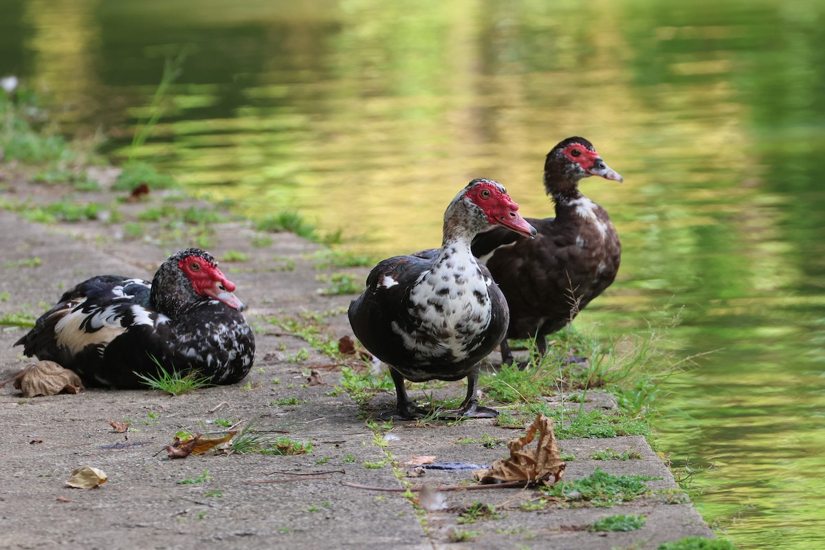 Muscovy Duck (Domestic type) - ML646776008