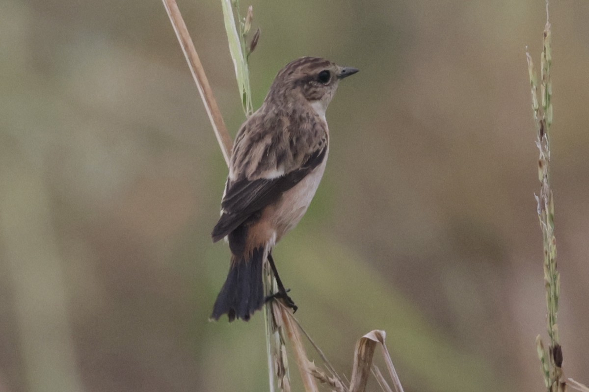 Siberian/Amur Stonechat - ML646776009