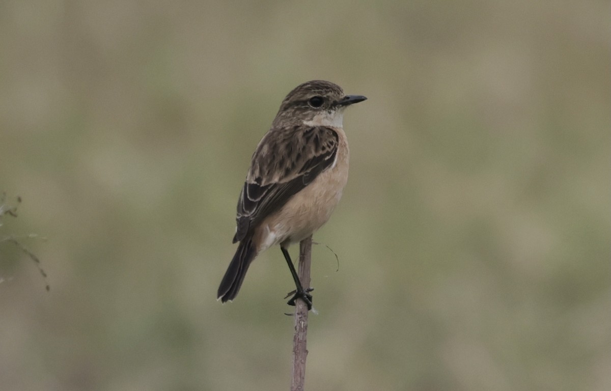 Siberian/Amur Stonechat - ML646776010