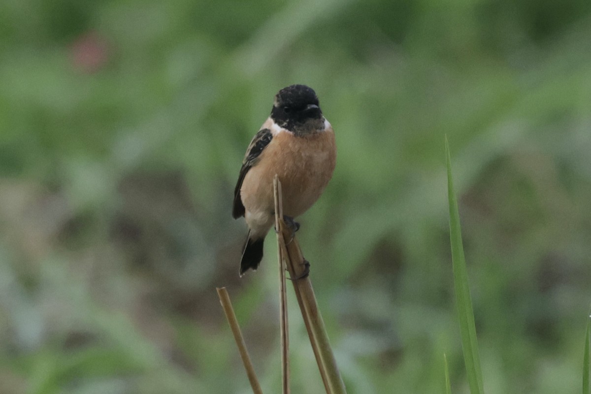 Siberian/Amur Stonechat - ML646776011