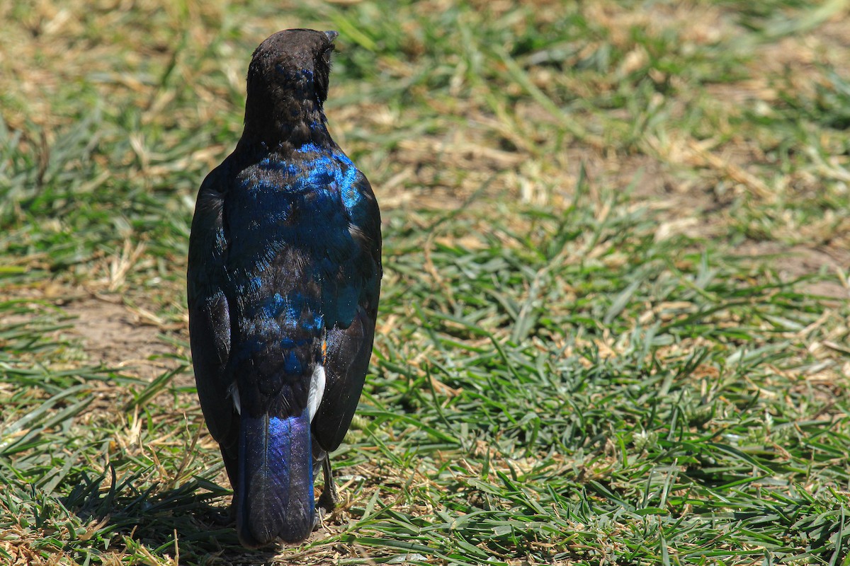 Superb Starling - ML646776012