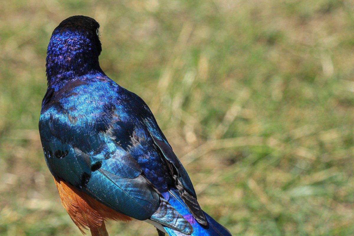 Superb Starling - ML646776013