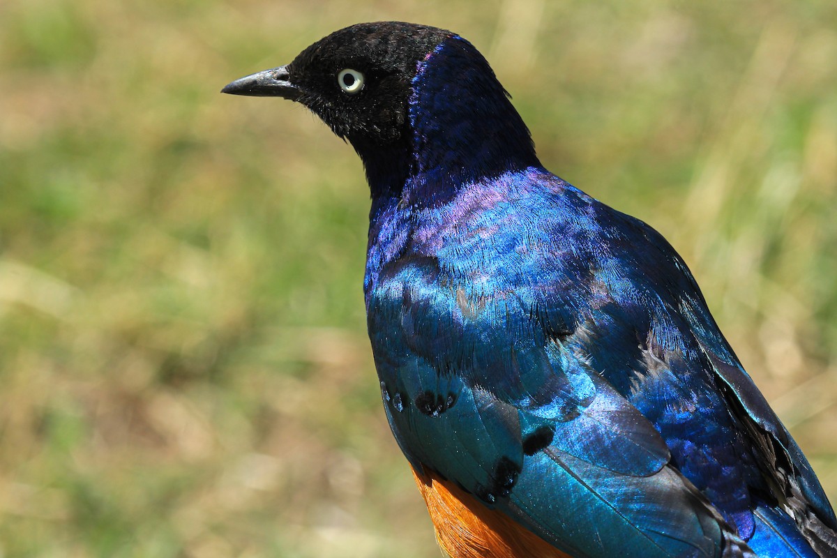 Superb Starling - ML646776014