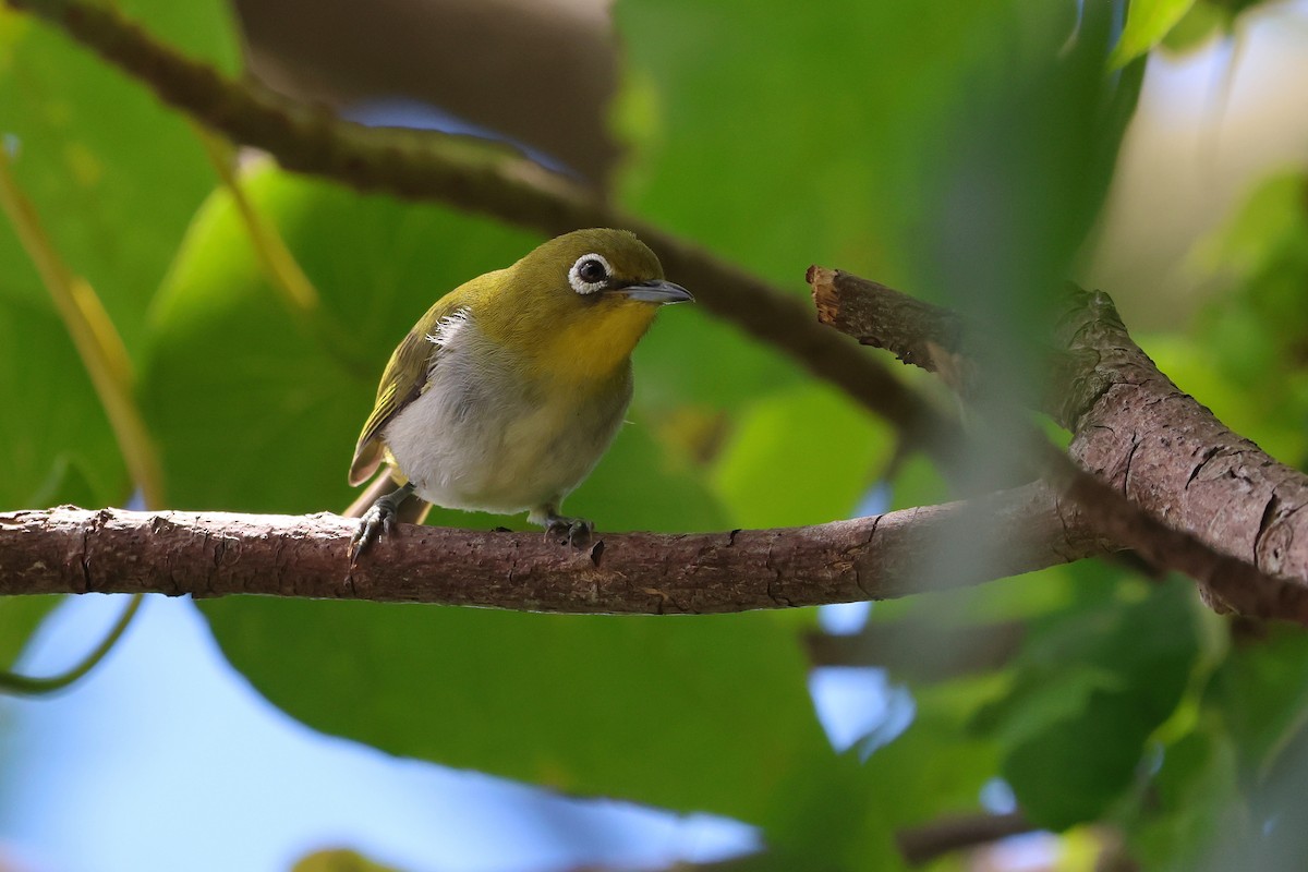 Warbling White-eye - ML646776015