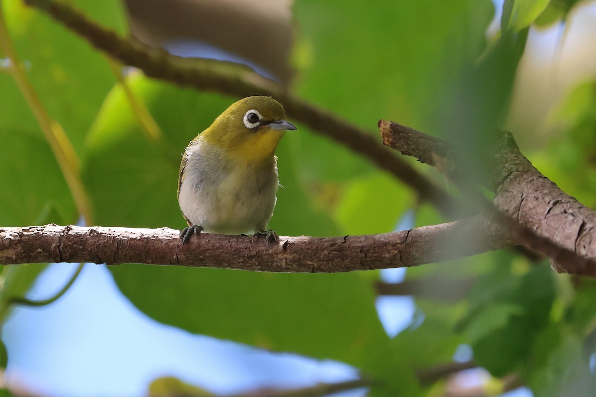 Warbling White-eye - ML646776016