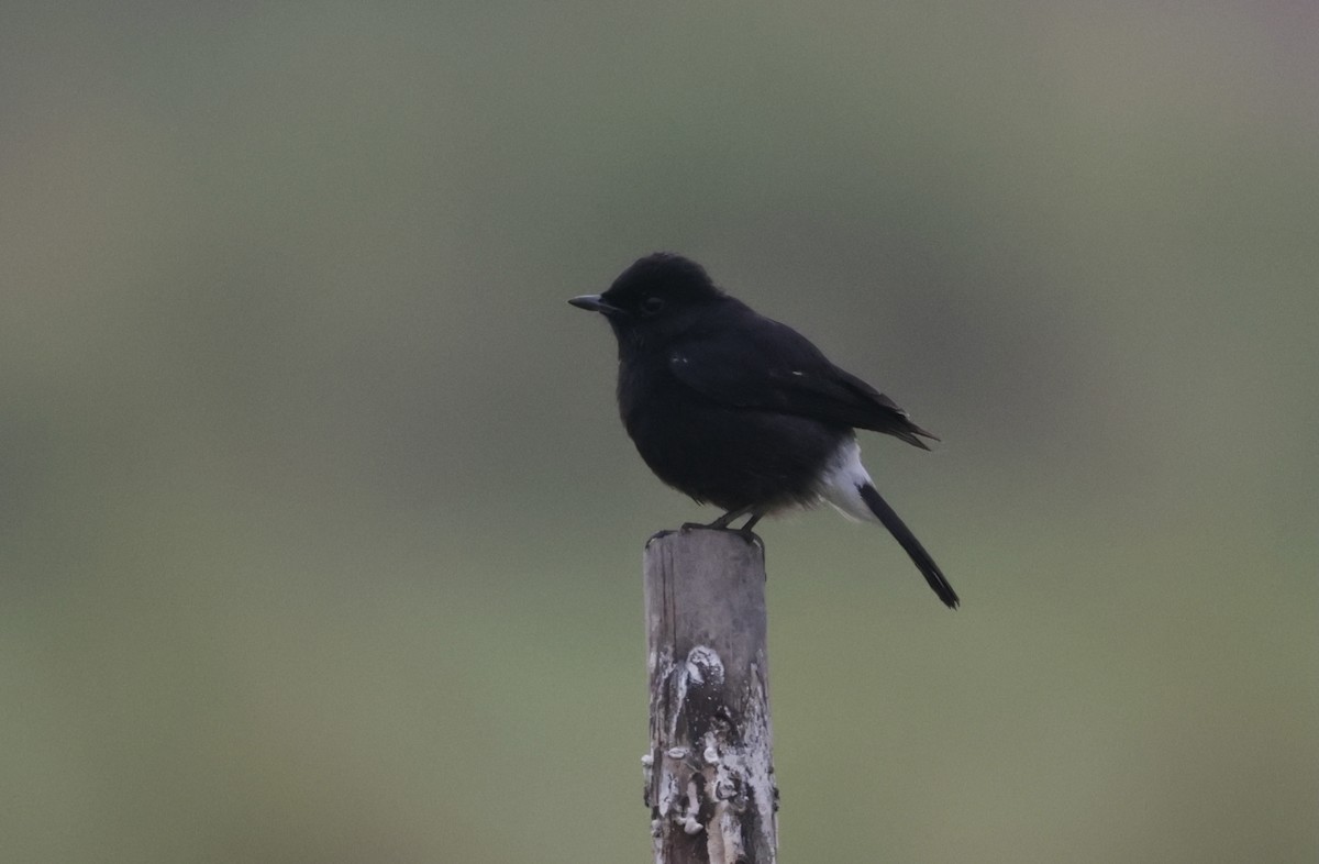 Pied Bushchat - ML646776017