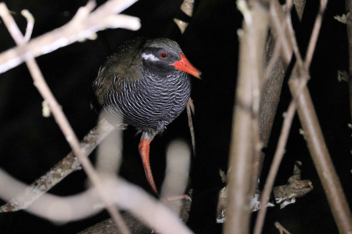 Пастушок окінавський - ML646776019