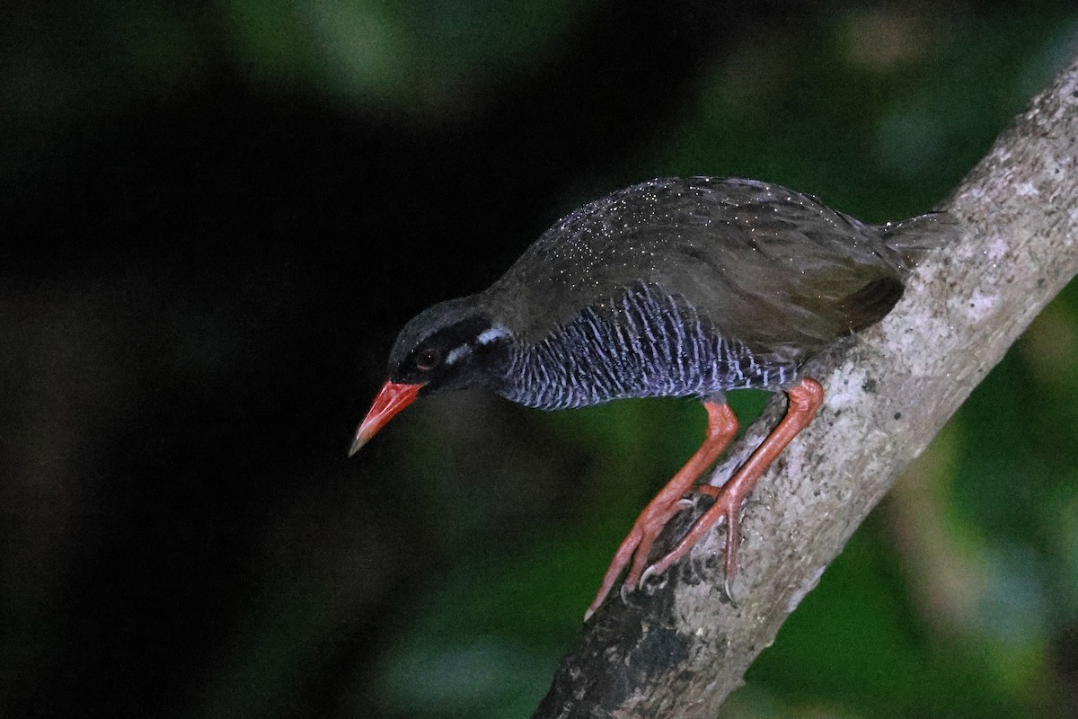 Okinawa Rail - ML646776020