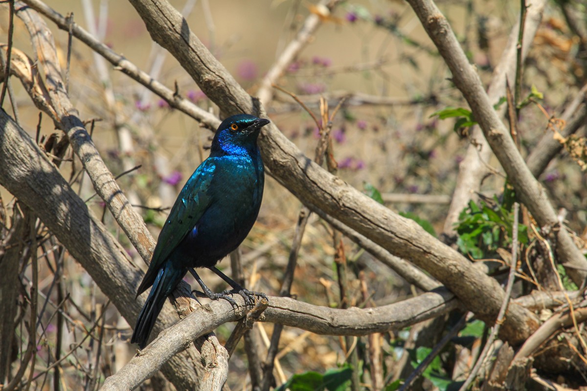 Greater Blue-eared Starling - ML646776021
