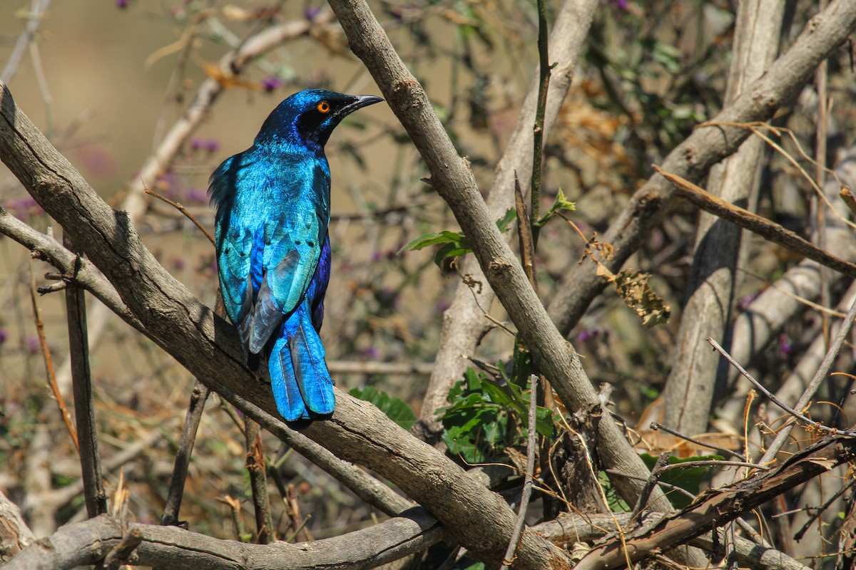 Greater Blue-eared Starling - ML646776022