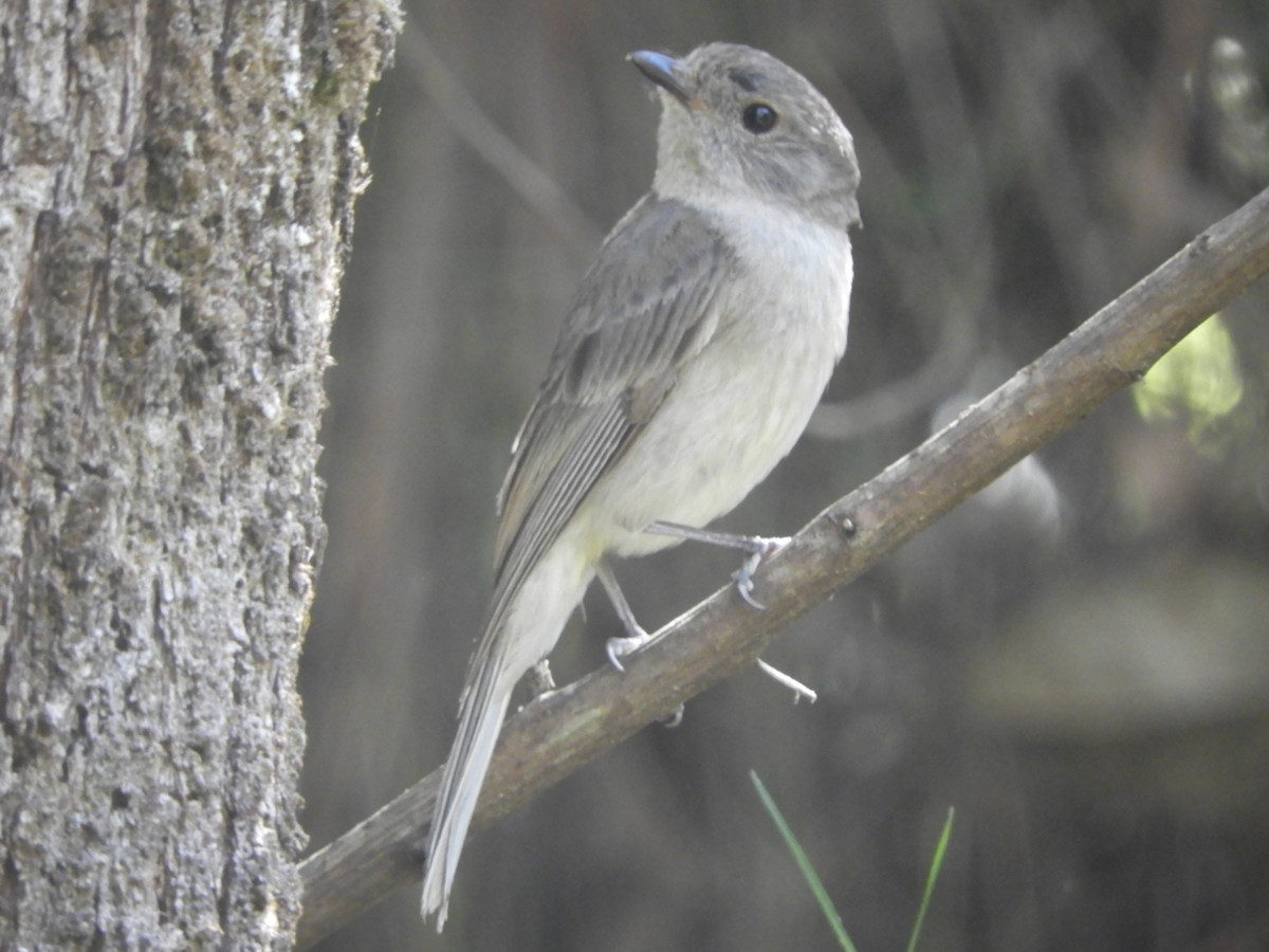 Golden Whistler - ML646776025