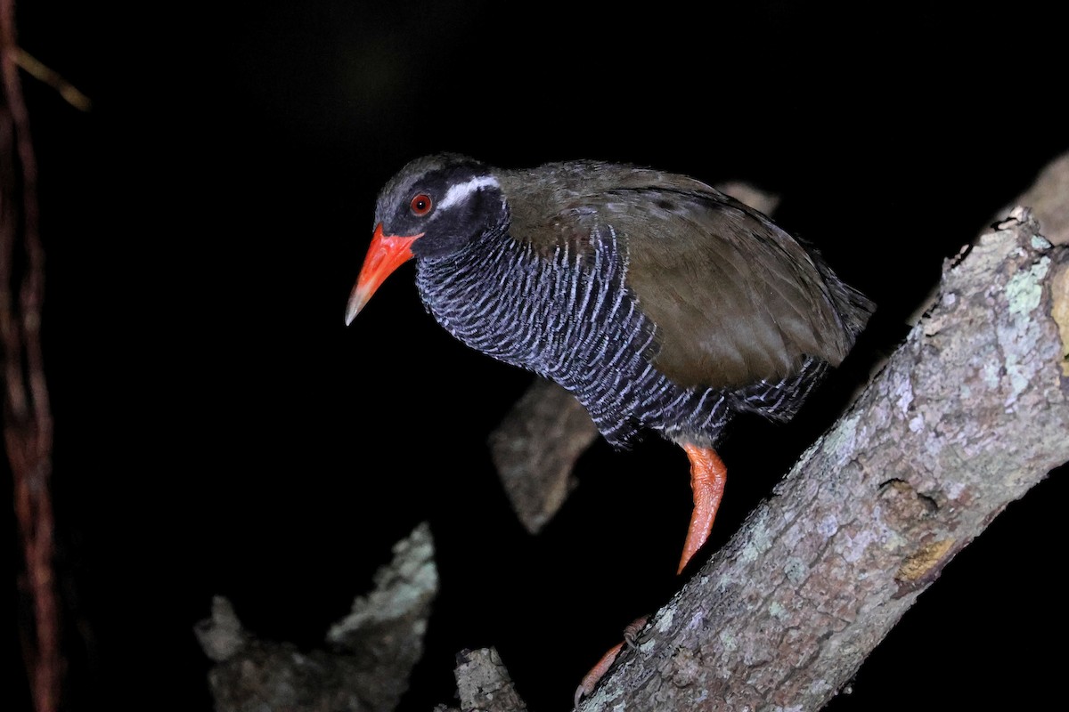 Пастушок окінавський - ML646776026