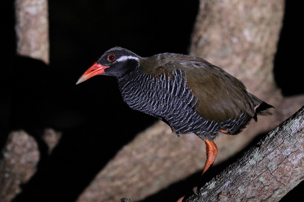 Okinawa Rail - ML646776027