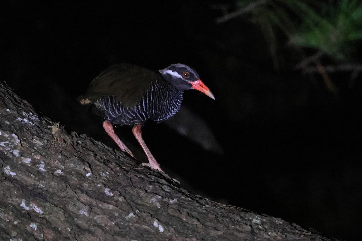 Okinawa Rail - ML646776028