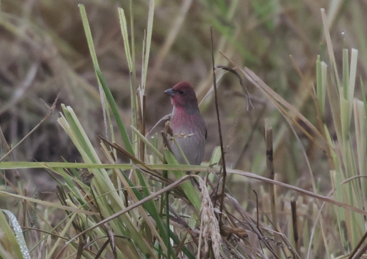Common Rosefinch - ML646776030