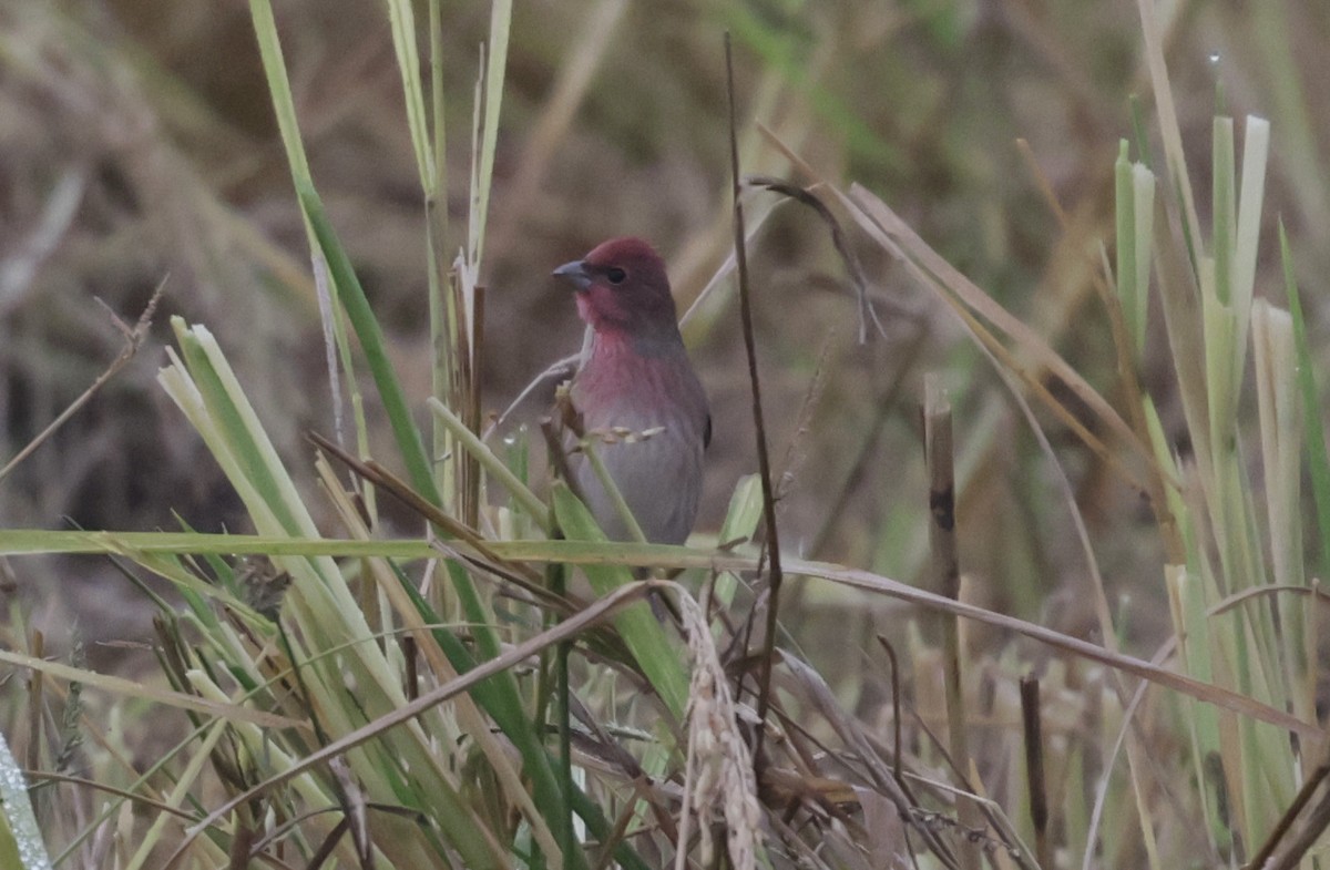 Common Rosefinch - ML646776031